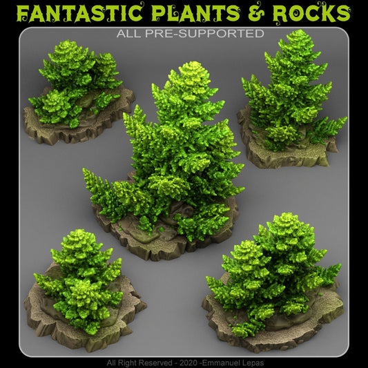 ANCIENT PINES by Fantastic Plants And Rocks