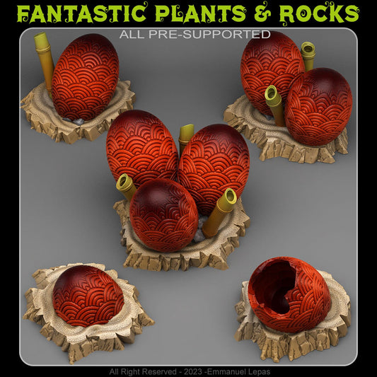 ASIAN DRAGON EGGS by Fantastic Plants And Rocks